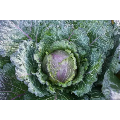 ФИОЛЕТОВОЕ КРУЖЕВО