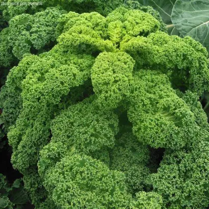 ЗЕЛЕНОЕ КРУЖЕВО