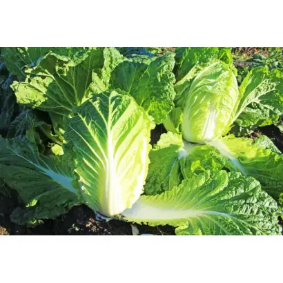 ЭРЛИ ДЖЕЙ 50