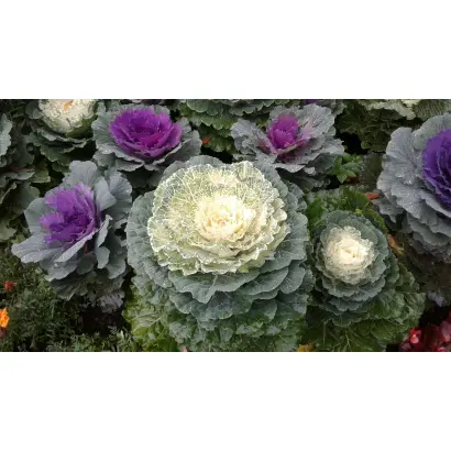 ОСЕННЯЯ КРАСАВИЦА