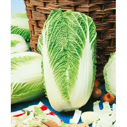 МОРИЛО СТОРИДО