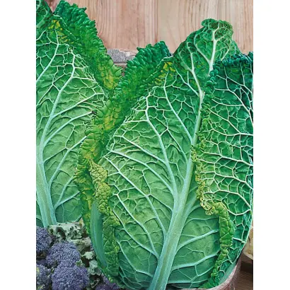 ПИРОЖКОВАЯ