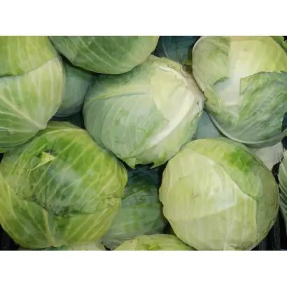 ОТЕЧЕСТВЕННАЯ