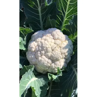 ФИЛИППОВНА