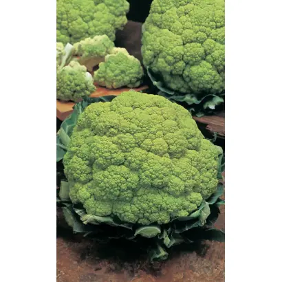 ЦАРЕВНА-ЛЯГУШКА