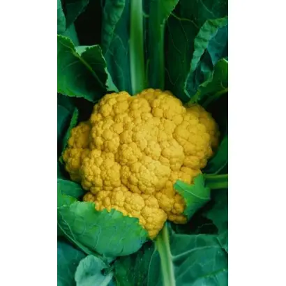 КУПЕЧЕСКАЯ