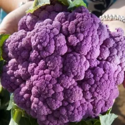 КОРАЛЛЫ КЛАРЫ