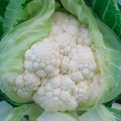 УАЙТ КОНСЕПТ