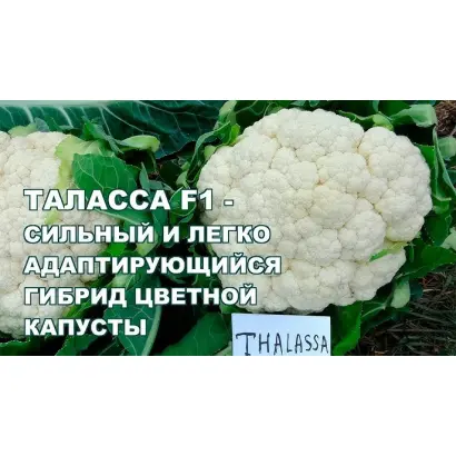 ТАЛАССА