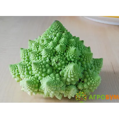 ИЗУМРУДНЫЙ КУБОК