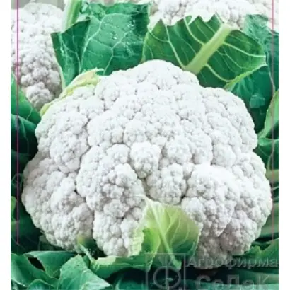 СНОУБОЛЛ 123