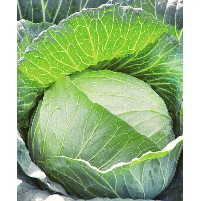 СНЕГУРОЧКА