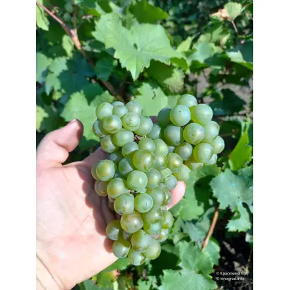 РИСЛИНГ РЕЙНСКИЙ