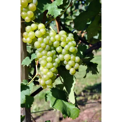 ШАСЛА БЕЛАЯ