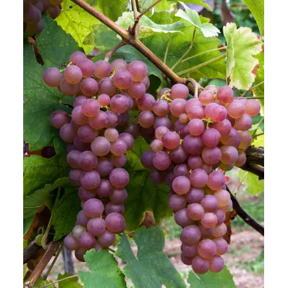 ШАСЛА РОЗОВАЯ