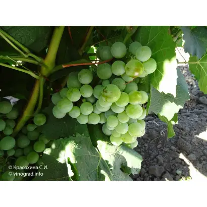 МУСКАТ ВЕНГЕРСКИЙ