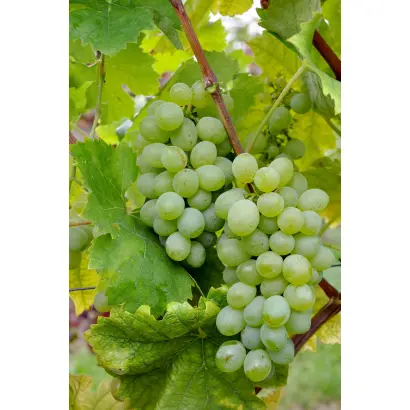 ПУХЛЯКОВСКИЙ