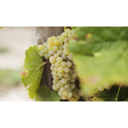 СОВИНЬОН БЕЛЫЙ