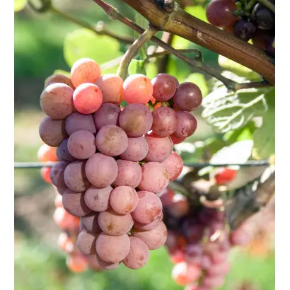 ТРАМИНЕР РОЗОВЫЙ