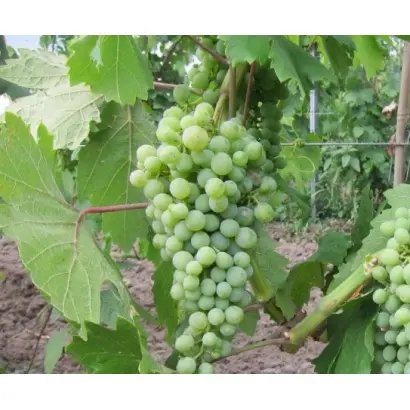 СИБИРЬКОВЫЙ