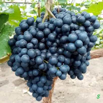 РАННИЙ МАГАРАЧА