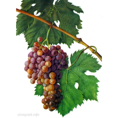 ГЮЛЯБИ ДАГЕСТАНСКИЙ