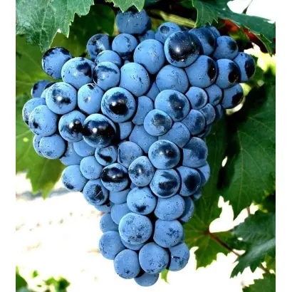 ЦИМЛЯНСКИЙ ЧЕРНЫЙ