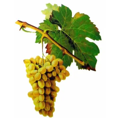 КЛЕРЕТ БЕЛЫЙ