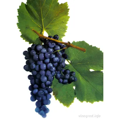 САПЕРАВИ СЕВЕРНЫЙ