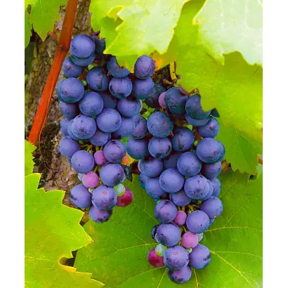 ФИОЛЕТОВЫЙ РАННИЙ