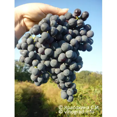 АЛЫЙ ТЕРСКИЙ