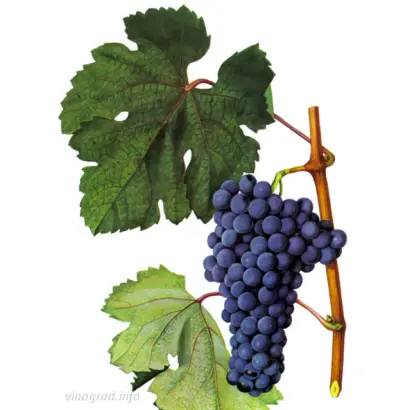 КРАСНОСТОП ЗОЛОТОВСКИЙ