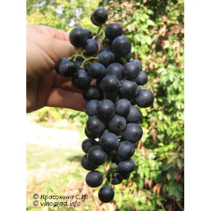 РУБИНОВЫЙ МАГАРАЧА