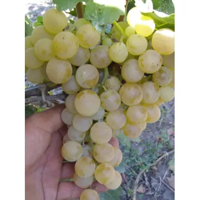 МУСКАТ ДЕРБЕНТСКИЙ