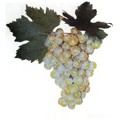 МУСКАТ ТРАНСПОРТАБЕЛЬНЫЙ