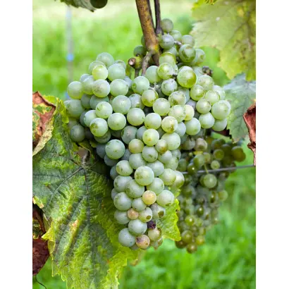 ВЫДВИЖЕНЕЦ