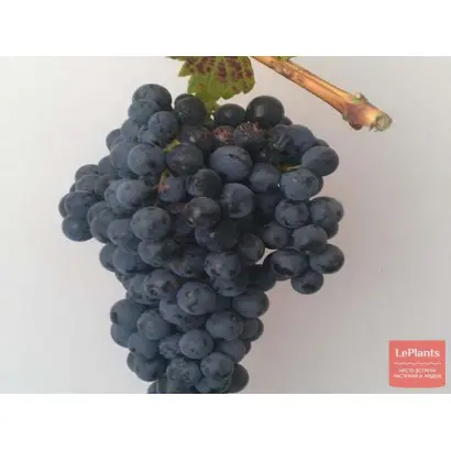 СЛАВА ДЕРБЕНТА