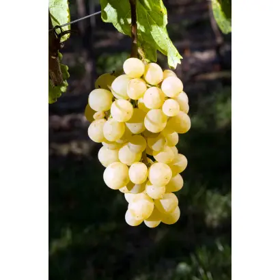 МУСКАТ ЯНТАРНЫЙ