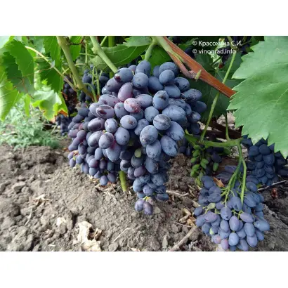 ДЕКАБРЬСКИЙ