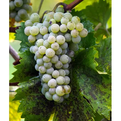 ОНИЦКАНСКИЙ БЕЛЫЙ