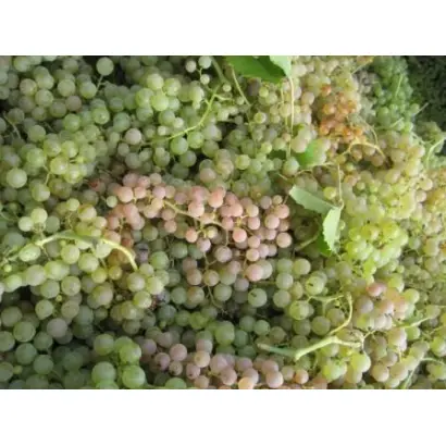 ГАРГАНЕГА ТАМАНСКАЯ