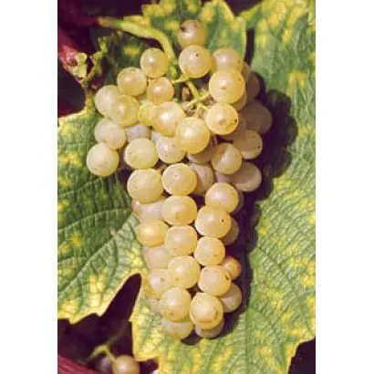 СОЛЯРИС ТАМАНСКИЙ