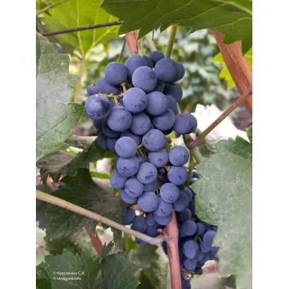 КАБЕРНЕ КОРТИС ТАМАНСКИЙ