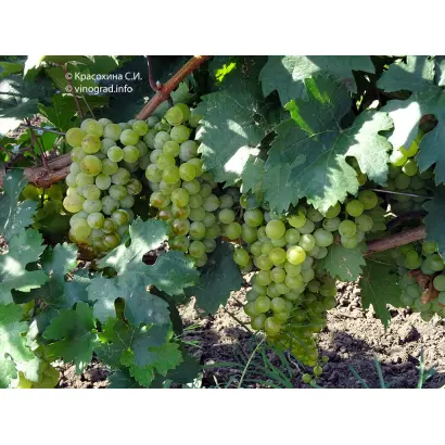 КАВКАЗСКИЙ РАННИЙ