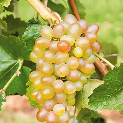 КРАСА СЕВЕРА