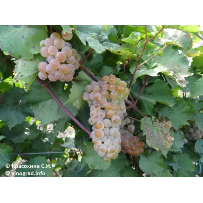 ПОДАРОК МАГАРАЧА