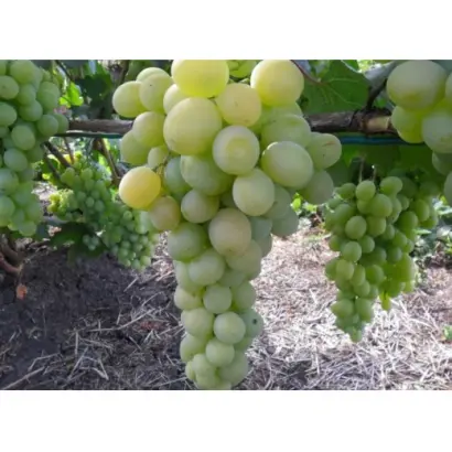 ФРУМОАСА АЛБЭ