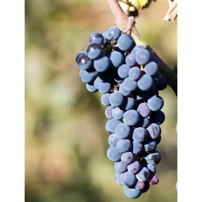 КАБЕРНЕ СЕВЕРНЫЙ