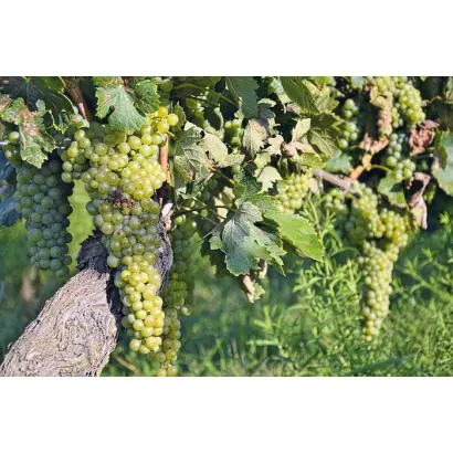 ВЕРМЕНТИНО