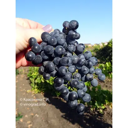 АЛЕКСАНДРОУЛИ